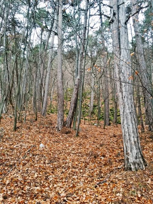 20151121_113628_richtone_hdr_.jpg