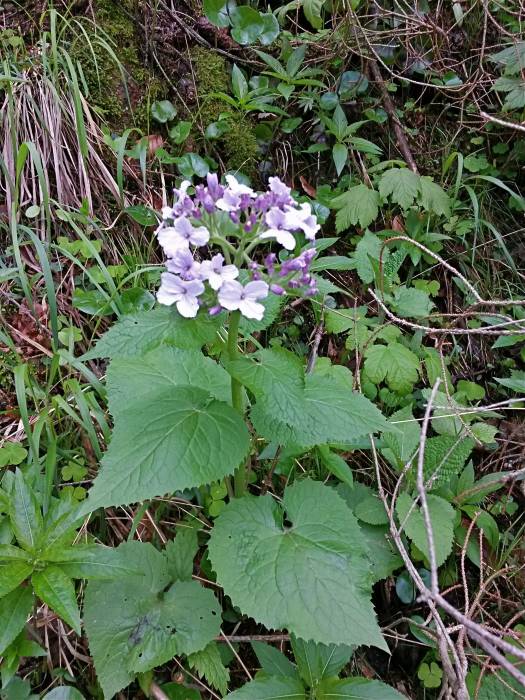 20160505_141757_richtone_hdr_.jpg 20160505_141757_richtone_hdr_.jpg