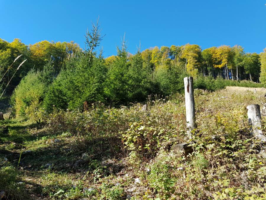 20181006_100738.jpg