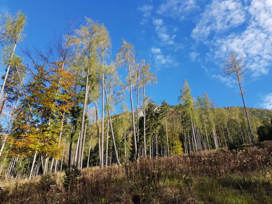 20181026_135103.jpg