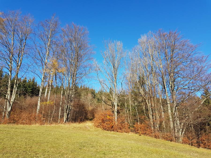 20181110_105253.jpg
