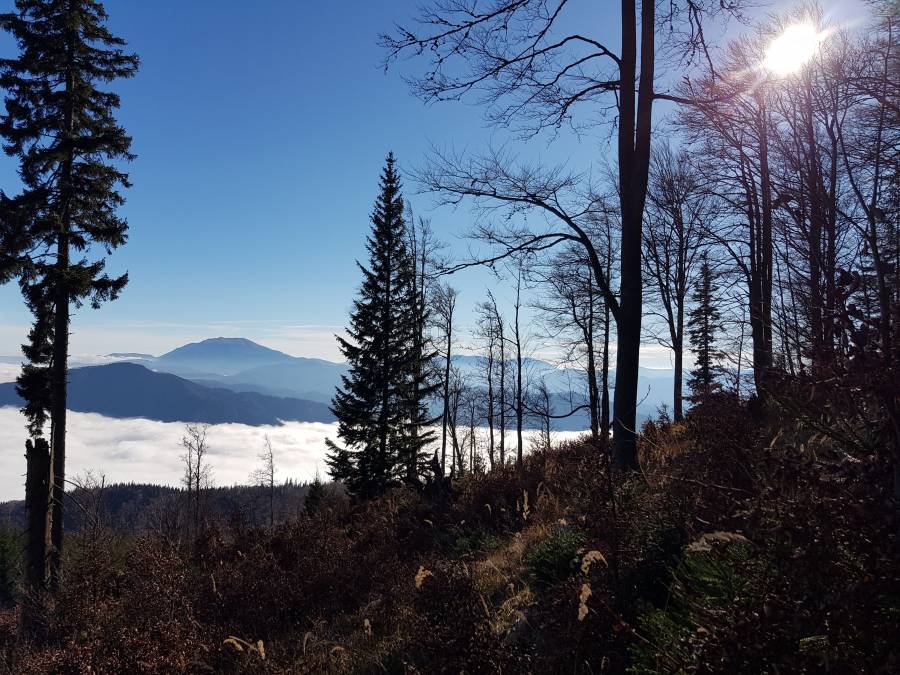 20181110_124240.jpg