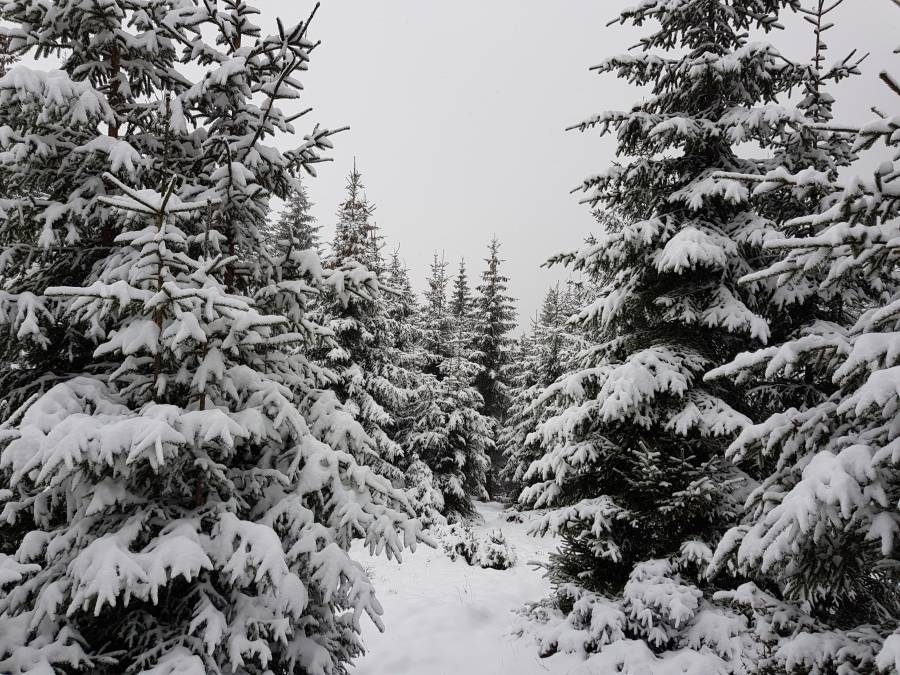 20181126_125305.jpg