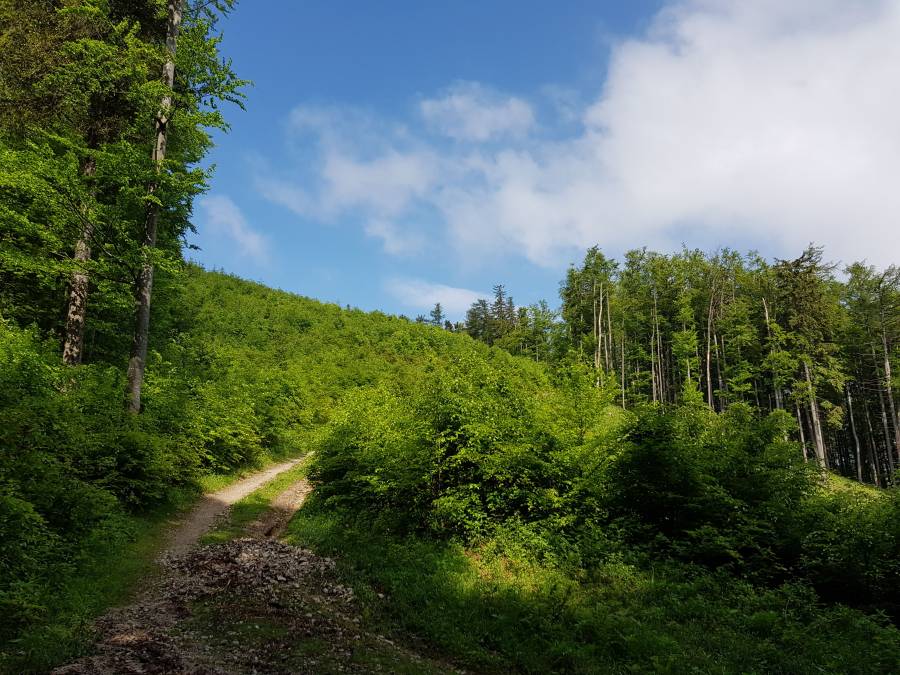 20180519_095319.jpg