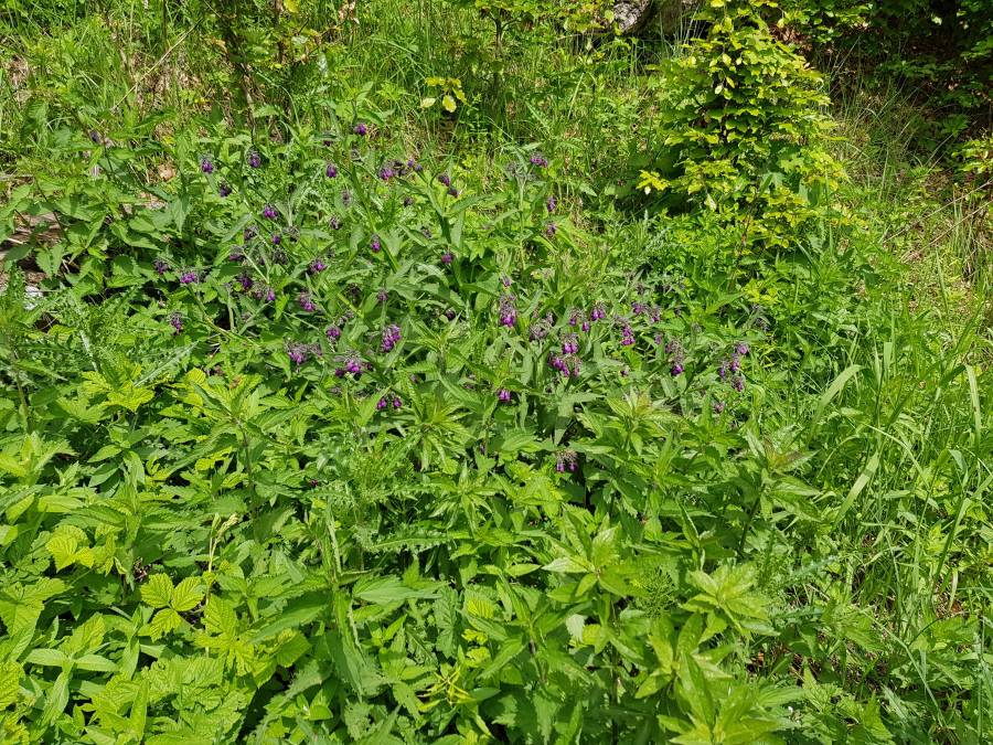 20180519_115457.jpg