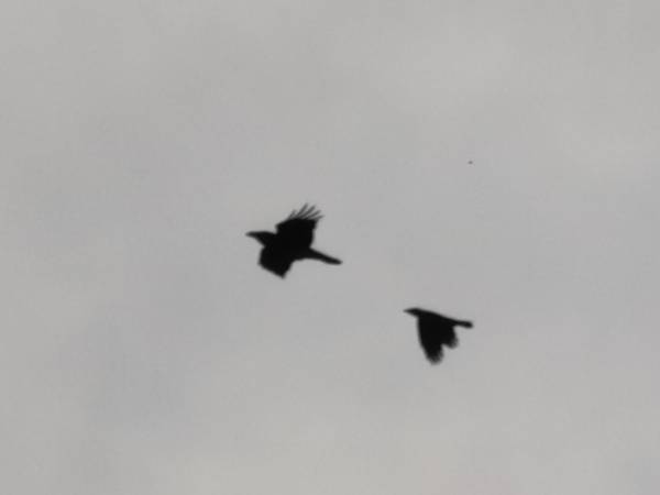 img_20200415_175243.jpg