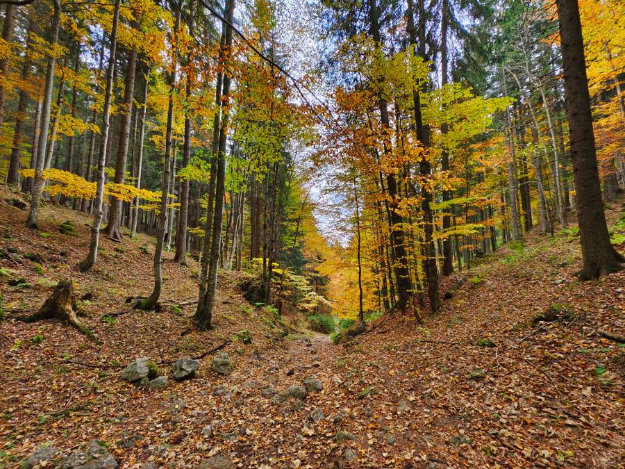 filter: 0; fileterIntensity: 0.0; filterMask: 0; algolist: 0; module: photo; 
hw-remosaic: false; 
touch: (-1.0, -1.0); 
modeInfo: ; 
sceneMode: 3145728; 
cct_value: 4927; 
AI_Scene: (-1, -1); 
aec_lux: 223.8729; 
aec_lux_index: 0; 
hist255: 0.0; 
hist252~255: 0.0; 
hist0~15: 0.0; 
albedo: 18.0; 
confidence: 0.8; 
motionLevel: 0; 
weatherinfo: null; ...
