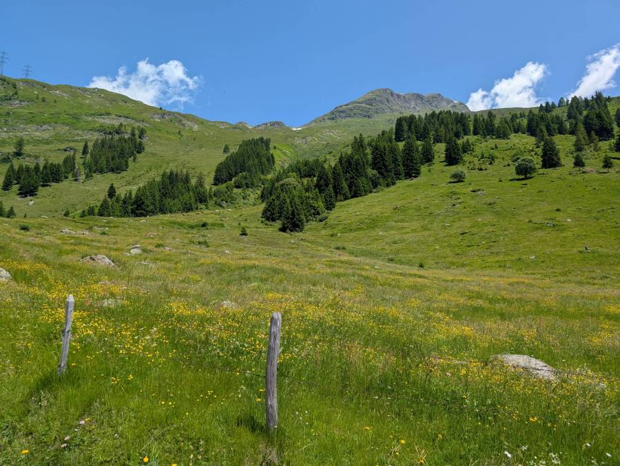 pxl_20250621_102719332.mp.jpg