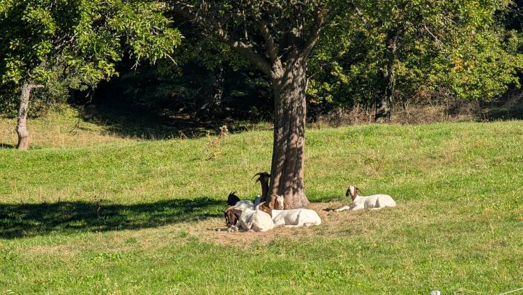 pxl_20250920_072820433.jpg pxl_20250920_072820433.jpg