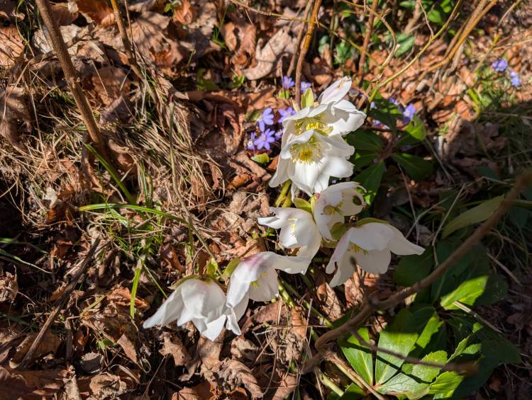 pxl_20260307_085301978.jpg pxl_20260307_085301978.jpg