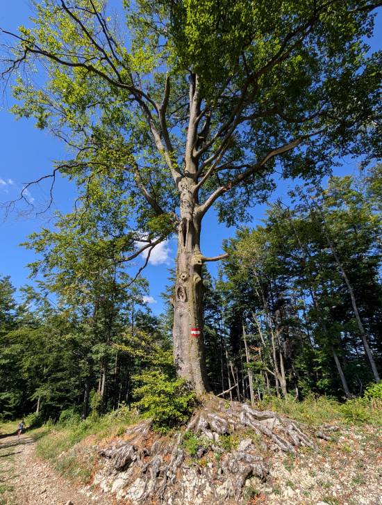 pxl_20260906_100017458.jpg pxl_20260906_100017458.jpg