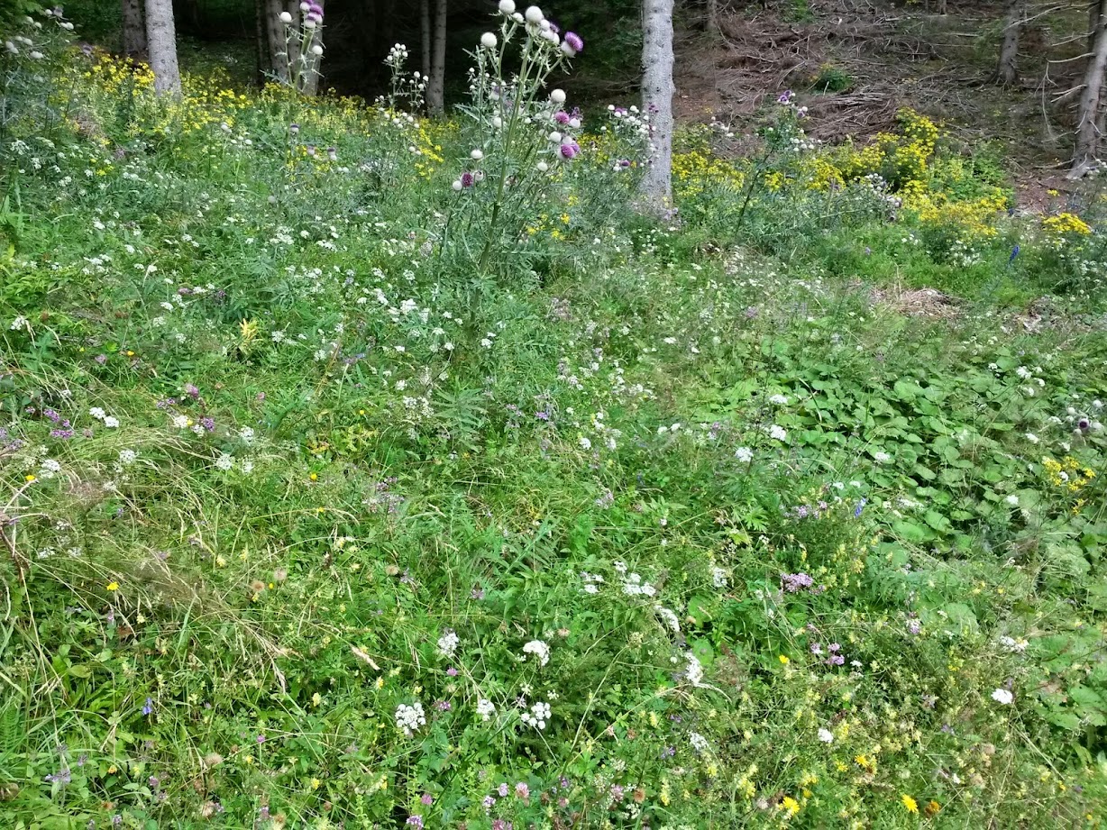 lh3.googleusercontent.com_-7swd9mtm9xk_u-97die3b0i_aaaaaaaaccu_h6wz7zocpbw_w1228-h921-no_20140816_130757_richtone_28hdr_29.jpg lh3.googleusercontent.com_-7swd9mtm9xk_u-97die3b0i_aaaaaaaaccu_h6wz7zocpbw_w1228-h921-no_20140816_130757_richtone_28hdr_29.jpg