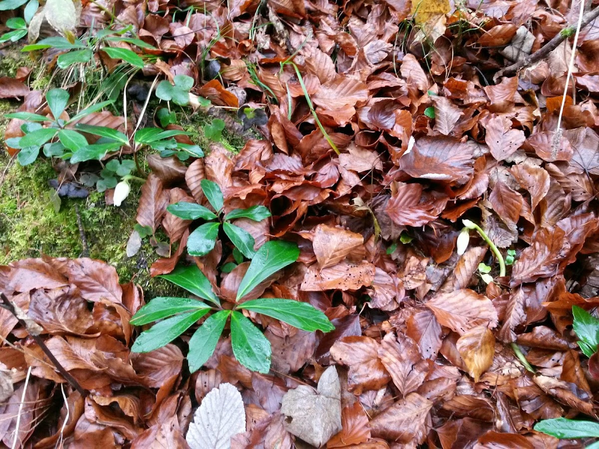 lh6.googleusercontent.com_-lxl1pig2fbq_vhsv60hbl6i_aaaaaaaafrg_9y8jr47ih8k_w1200-h900-no_20141125_092855_richtone_28hdr_29.jpg lh6.googleusercontent.com_-lxl1pig2fbq_vhsv60hbl6i_aaaaaaaafrg_9y8jr47ih8k_w1200-h900-no_20141125_092855_richtone_28hdr_29.jpg