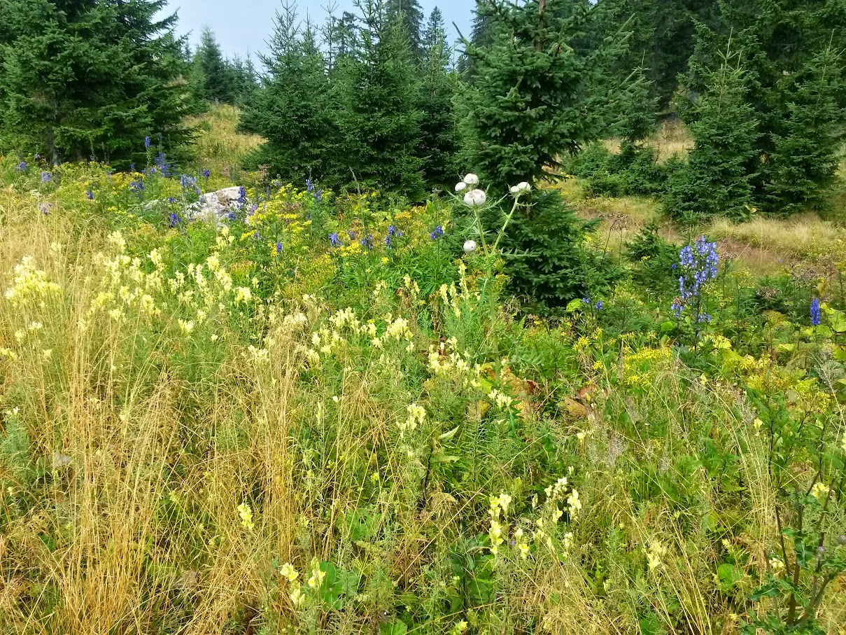 lh4.googleusercontent.com_-vyliakzywjg_vc9ahn8s52i_aaaaaaaanme_84z1szpp-be_w1209-h907-no_20150815_112319_richtone_2528hdr_2529.jpg lh4.googleusercontent.com_-vyliakzywjg_vc9ahn8s52i_aaaaaaaanme_84z1szpp-be_w1209-h907-no_20150815_112319_richtone_2528hdr_2529.jpg