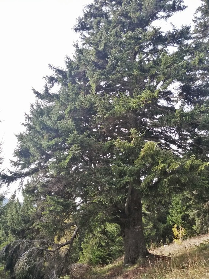 lh3.googleusercontent.com_-pcjswdchw08_vfuw1z73pqi_aaaaaaaaegs_nyjxjddhdy8_w691-h921-no_20141101_092808_richtone_28hdr_29.jpg lh3.googleusercontent.com_-pcjswdchw08_vfuw1z73pqi_aaaaaaaaegs_nyjxjddhdy8_w691-h921-no_20141101_092808_richtone_28hdr_29.jpg