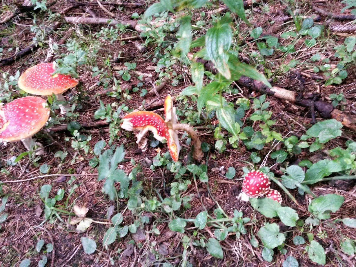 lh4.googleusercontent.com_-yyodie9qaxi_u-97bbnwt2i_aaaaaaaacci_u9zomrmvi_w_w1228-h921-no_20140816_124206_richtone_28hdr_29.jpg lh4.googleusercontent.com_-yyodie9qaxi_u-97bbnwt2i_aaaaaaaacci_u9zomrmvi_w_w1228-h921-no_20140816_124206_richtone_28hdr_29.jpg