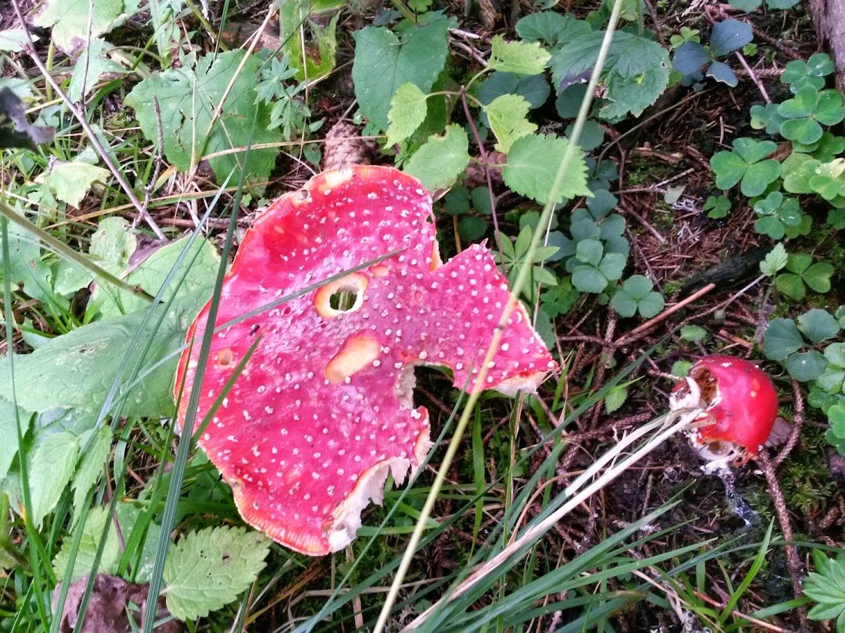 lh5.googleusercontent.com_-mayqcbhvp5c_u_ivbrmzfdi_aaaaaaaacmg_pgeax5dzdik_w1228-h921-no_20140823_122151_richtone_28hdr_29.jpg lh5.googleusercontent.com_-mayqcbhvp5c_u_ivbrmzfdi_aaaaaaaacmg_pgeax5dzdik_w1228-h921-no_20140823_122151_richtone_28hdr_29.jpg