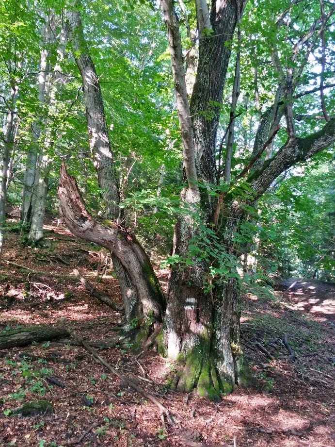 lh4.googleusercontent.com_-gex2gktgbjq_u9zyuqxammi_aaaaaaaabe8_d7uankaqf60_w691-h921-no_20140802_085000_richtone_28hdr_29.jpg lh4.googleusercontent.com_-gex2gktgbjq_u9zyuqxammi_aaaaaaaabe8_d7uankaqf60_w691-h921-no_20140802_085000_richtone_28hdr_29.jpg